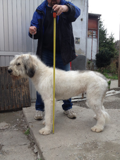 masuratoare inainte de a pleca la  selectie