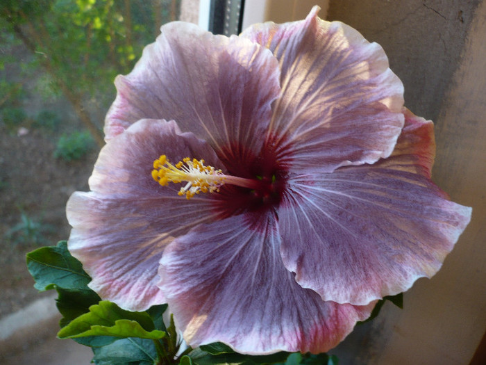 P1120730 - HIBISCUSI 2012-1