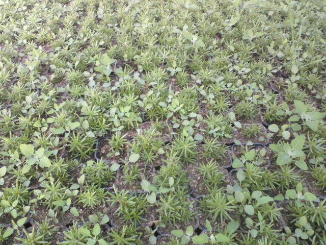 portaluca grandiflora