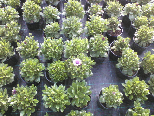 P23-04-12_19.00 - Pepiniera