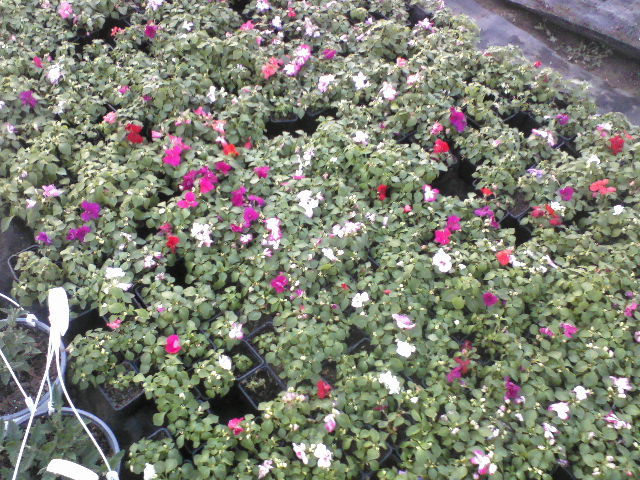 P23-04-12_19.02 - Pepiniera