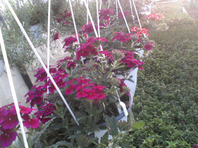 P23-04-12_19.02[1] - Pepiniera