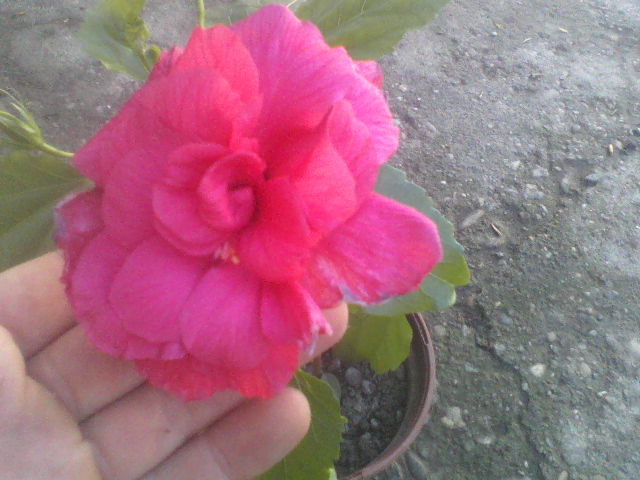 P22-04-12_10.01[5] - hibiscus