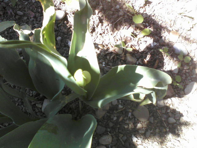 lalale imbobocite - Florile mele