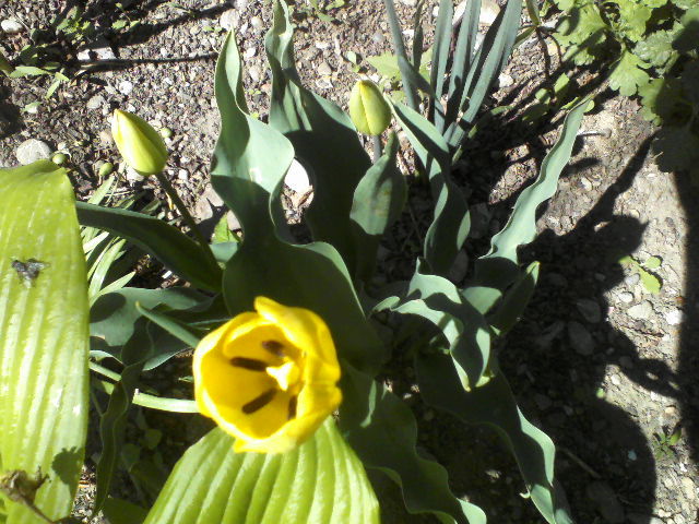 P23-04-12_11.38[3] - Florile mele