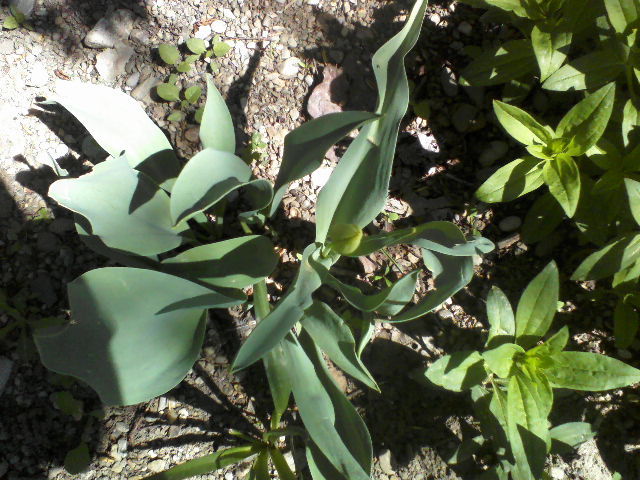 P23-04-12_11.39 - Florile mele