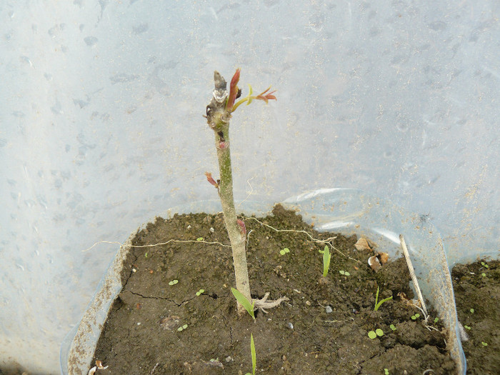 Nuc ptr. plantat - Gradina 2012