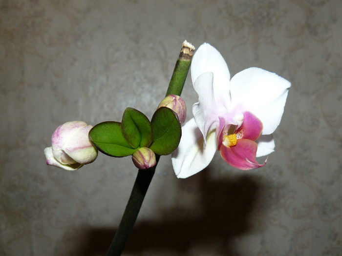 Pui de orhidee - Orhidee