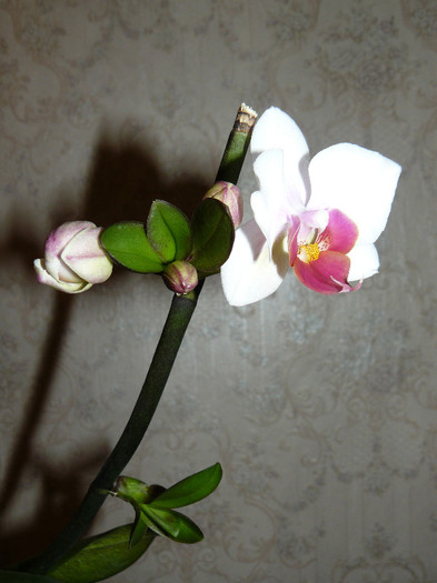 P1020588