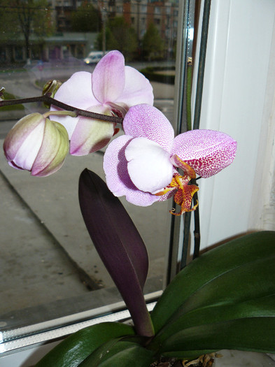 P1020590 - Orhidee