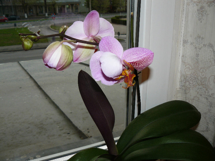 P1020591 - Orhidee