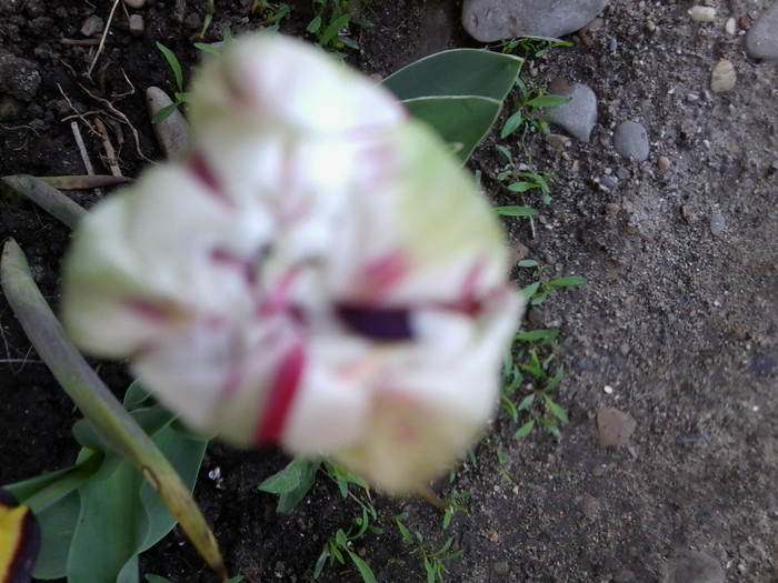 Fotografie3505 - flori de gradina 2012