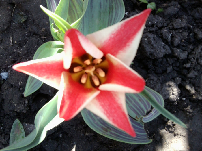 Fotografie3506 - flori de gradina 2012