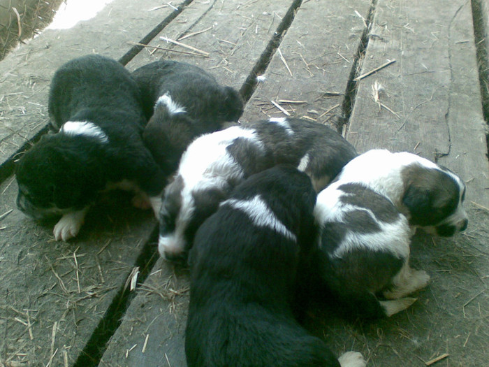 23042012(005); cuib doua saptamani
