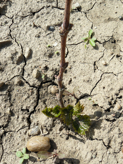 P1020504 - Vita de vie