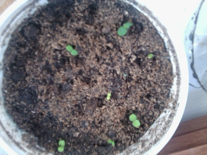 lantana mov si portocalie