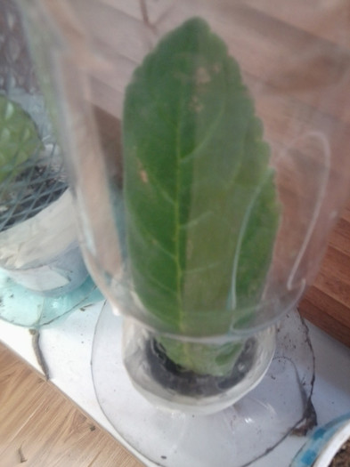 slipper mov l-a prins