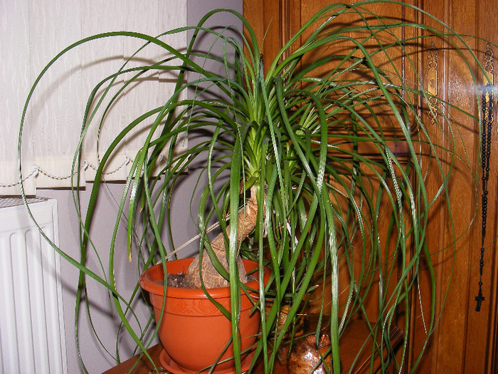 nolina recurvata