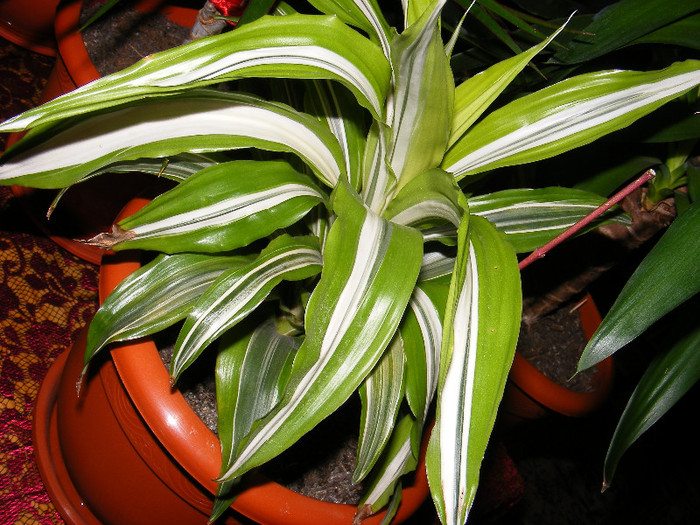 dracena