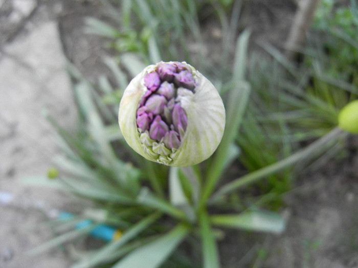 Allium Purple Sensation (2012, April 23) - Allium aflatunense Purple