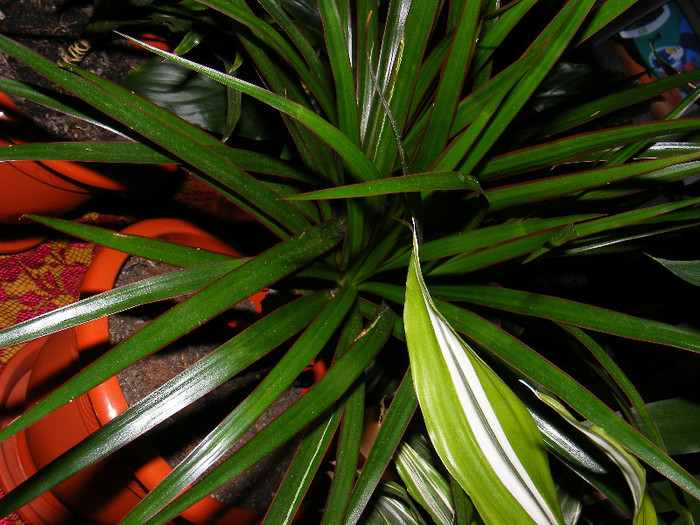 dracena marginata - Florile din apartament