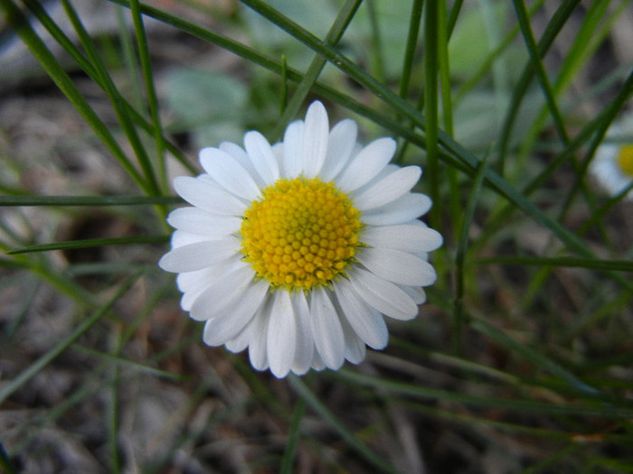 Bellis perennis (2012, April 22) - BELLIS Perennis