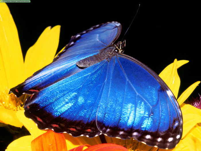 Animals Butterflies_Blue Morpho Butterfly - Fluturi