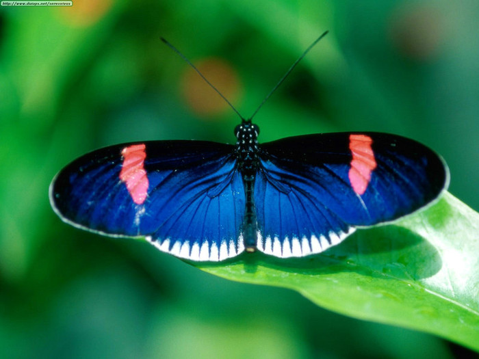 Animals Butterflies_Heliconius Erato - Fluturi