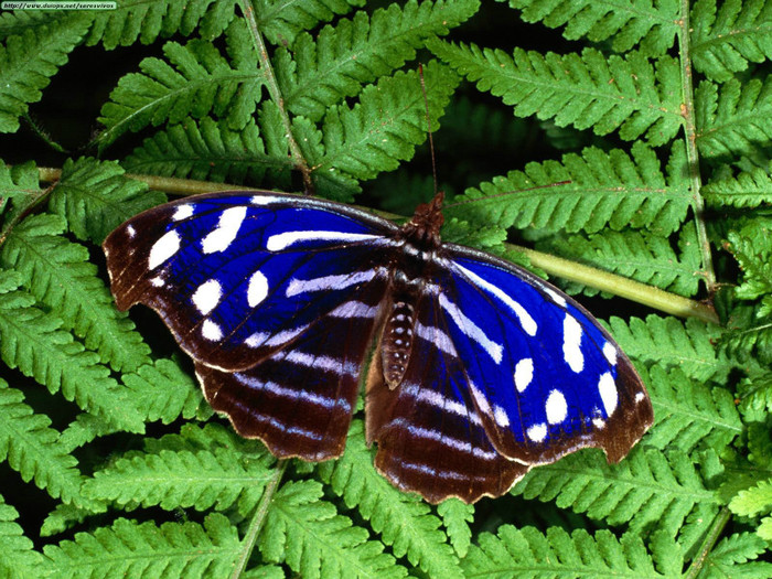 Animals Butterflies_Myscelia Cyaniris - Fluturi