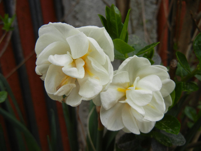 Narcissus Bridal Crown (2012, April 20) - Narcissus Bridal Crown