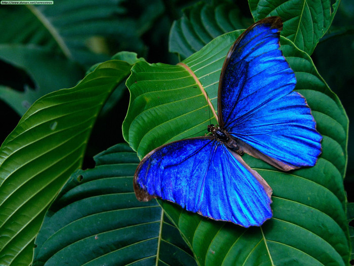 Blue Morpho Amathonte - Fluturi