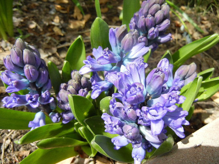 Hyacinth Delft Blue (2012, April 17) - Hyacinth Delft Blue