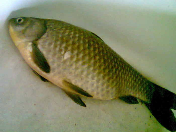 prima captura 2012 - pescuit 2012