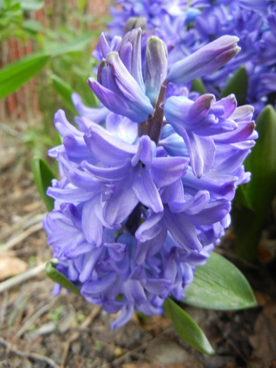 Hyacinth Delft Blue (2012, April 20)