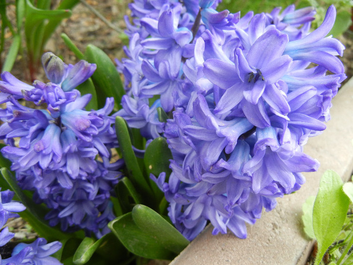 Hyacinth Delft Blue (2012, April 20)