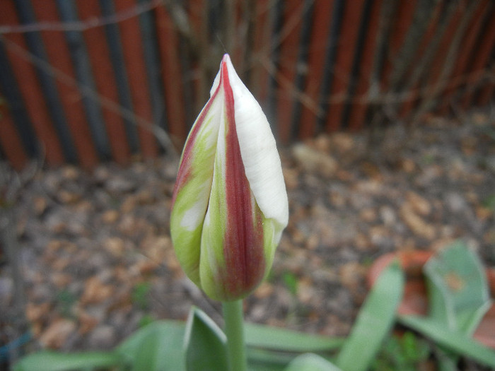 Tulipa Happy Generation (2012, April 20)