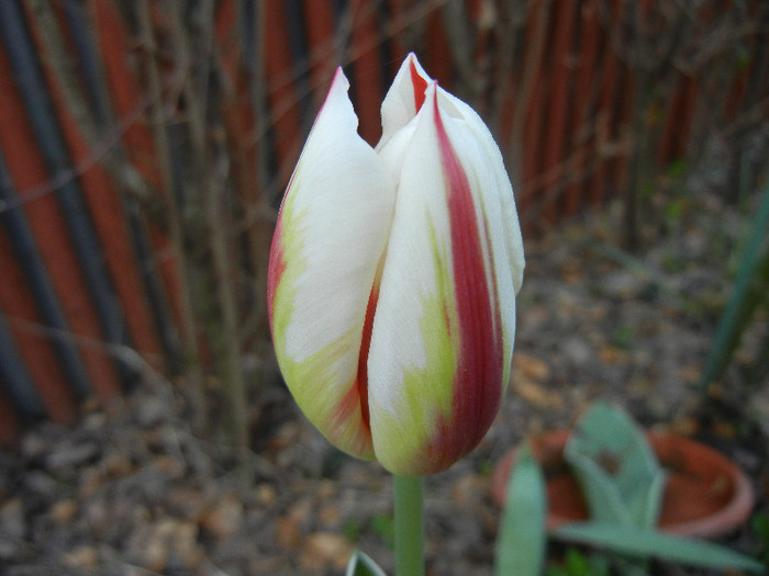 Tulipa Happy Generation (2012, April 21)