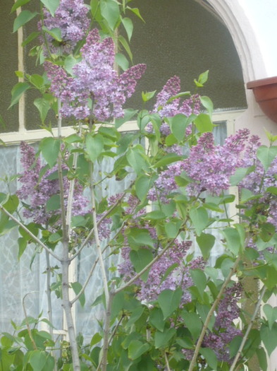 LILIAC MOV INCHIS