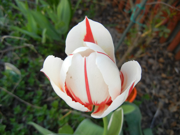 Tulipa Happy Generation (2012, April 22)