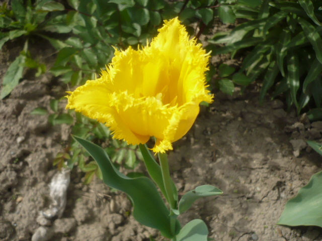 LALEA GALBENA FRANJURATA