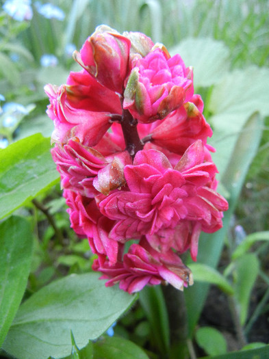 Hyacinthus Hollyhock (2012, April 21) - Hyacinth Hollyhock