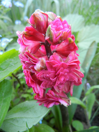 Hyacinthus Hollyhock (2012, April 21) Hyacinthus Hollyhock (2012, April 21)