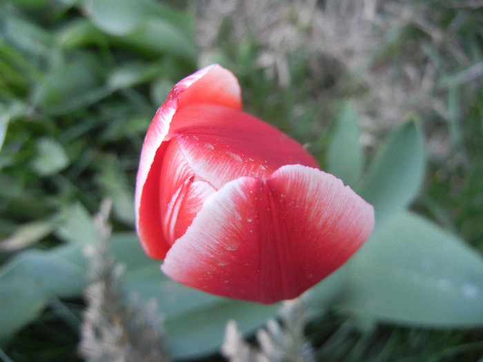 Tulipa Leen van der Mark (2012, April 20) - Tulipa Leen van der Mark