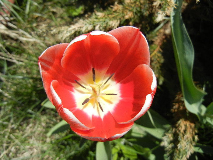 Tulipa Leen van der Mark (2012, April 22)