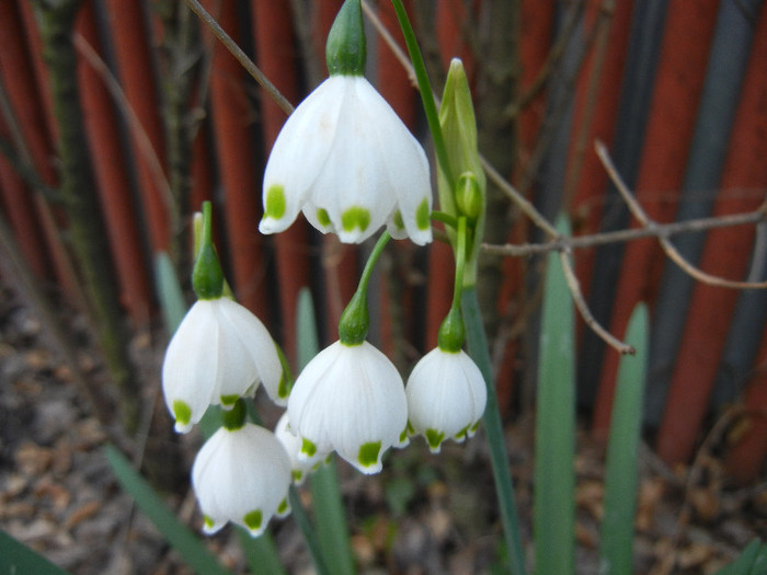 Leucojum aestivum (2012, April 21)