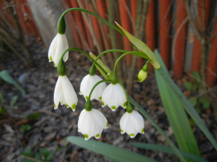 Leucojum aestivum (2012, April 22) - GHIOCEI_Leucojum aestivum