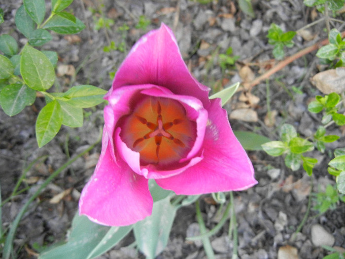 Tulipa Maytime (2012, April 22)