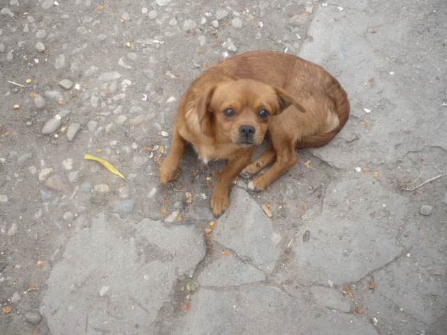 COTY - ANIMALUTELE MELE