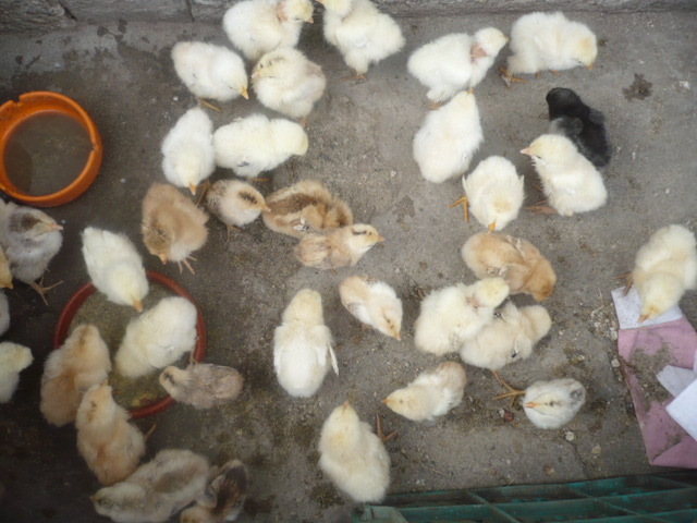 PUISORII MEI MICUTI SI DRAGUTI - ANIMALUTELE MELE