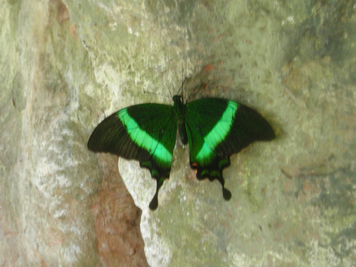 Fluture_verde - Fluturi